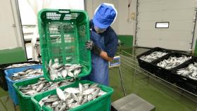 В России приблизились к очередному рубежу по добыче рыбы